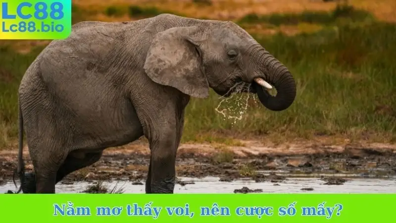 Nằm mơ thấy voi, nên cược số mấy? 